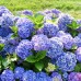 Саженцы Гортензии "Блауэр цверг": цена и описание сорта Саженцы Гортензии "Блауэр цверг": цена и описание сорта